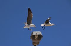 Fliegender Wechsel - Alles Gute zum Neuen Jahr.