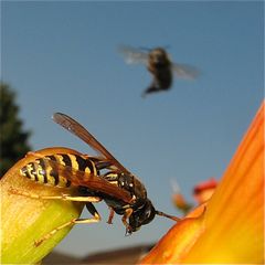 Fliegender Wechsel bei den Feldwespen (Polistes), . . .