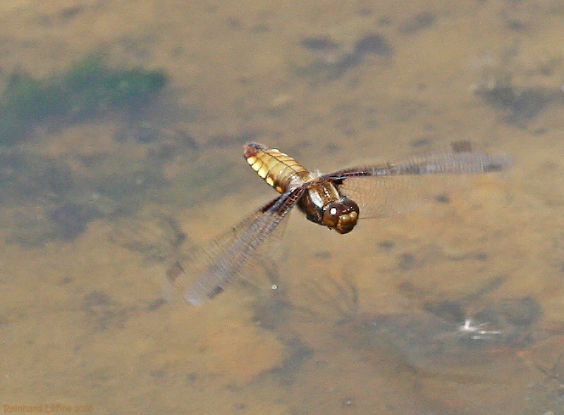 Fliegender weiblicher Plattbauch