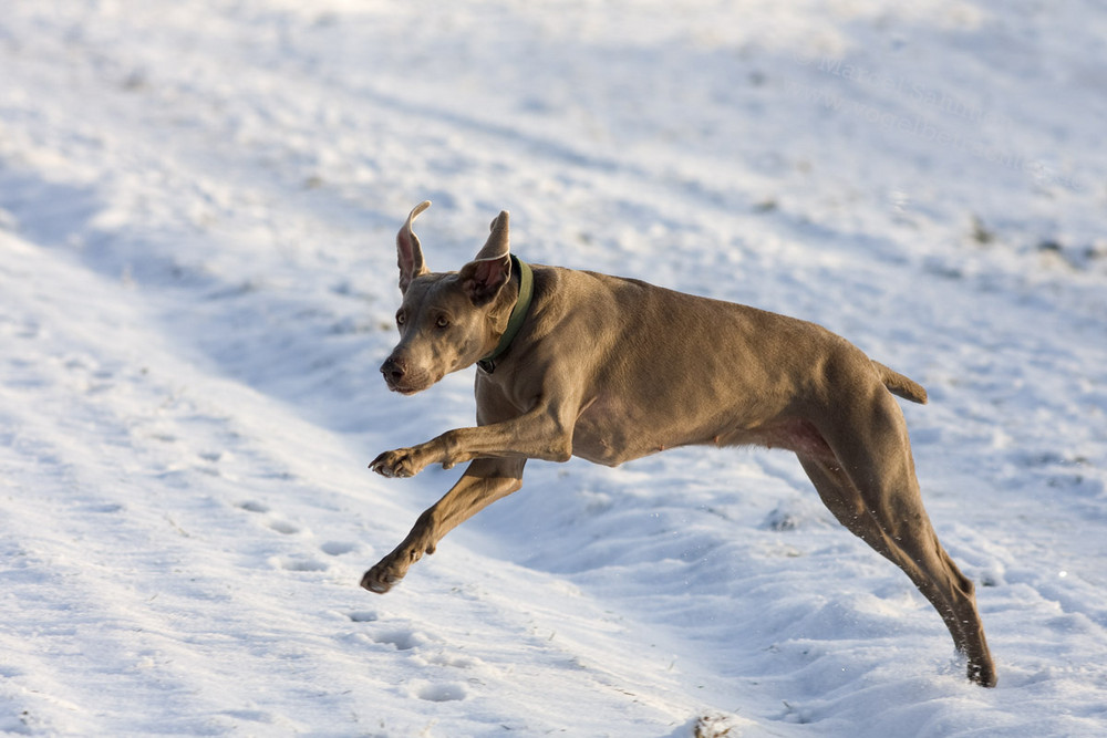 Fliegender Weimaraner