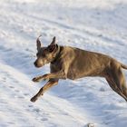 Fliegender Weimaraner