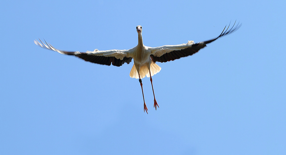 Fliegender Weißstorch