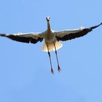 Fliegender Weißstorch