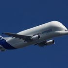 Fliegender Weißwal (Airbus Beluga)