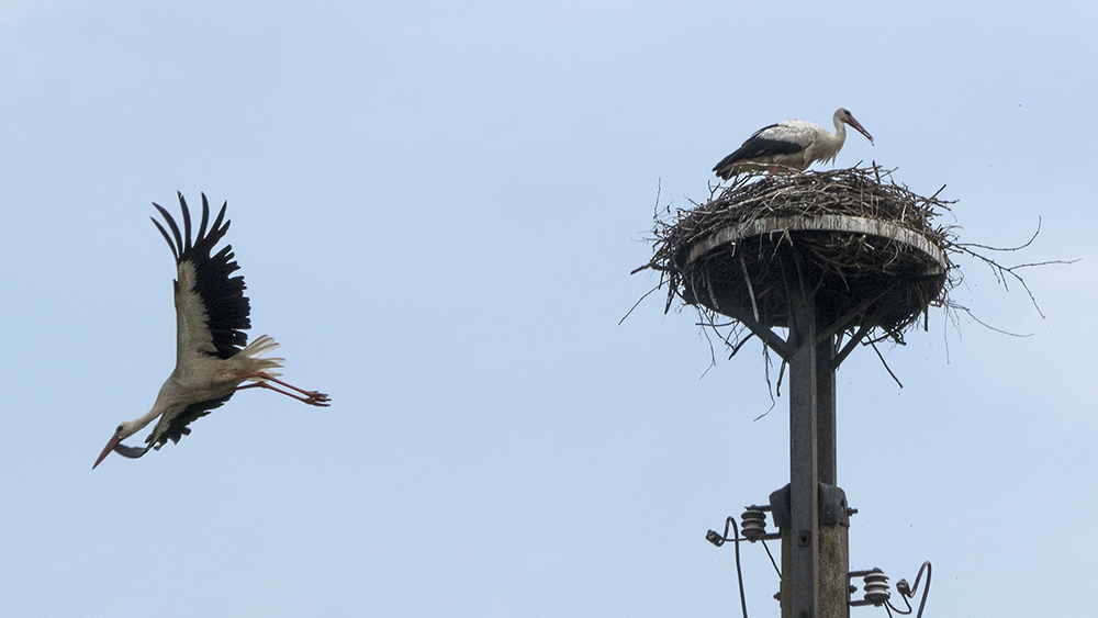 FliegenderWechsel