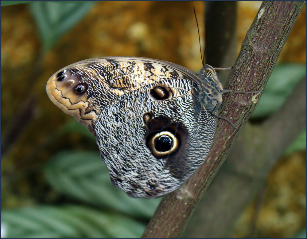 Fliegendes Auge