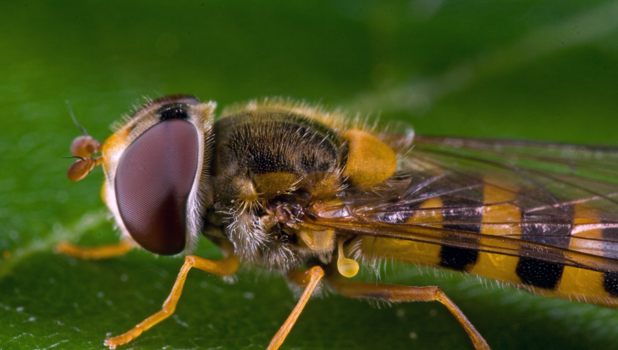 fliegendes Auge