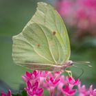 Fliegendes Blatt