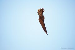 fliegendes Blatt