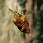 Fliegendes Blatt ;)) grins