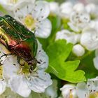 FLIEGENDES EDELMETALL:  CETONIA AURATA ON TOUR!
