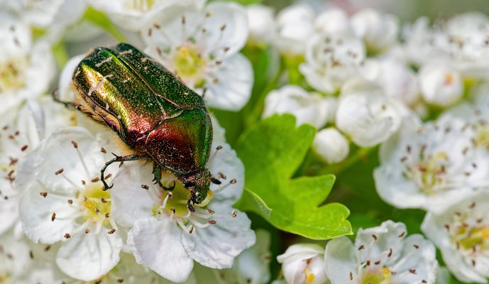 FLIEGENDES EDELMETALL:  CETONIA AURATA ON TOUR!