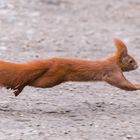 "Fliegendes Eichhörnchen 2024"