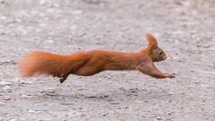 "Fliegendes Eichhörnchen 2024"