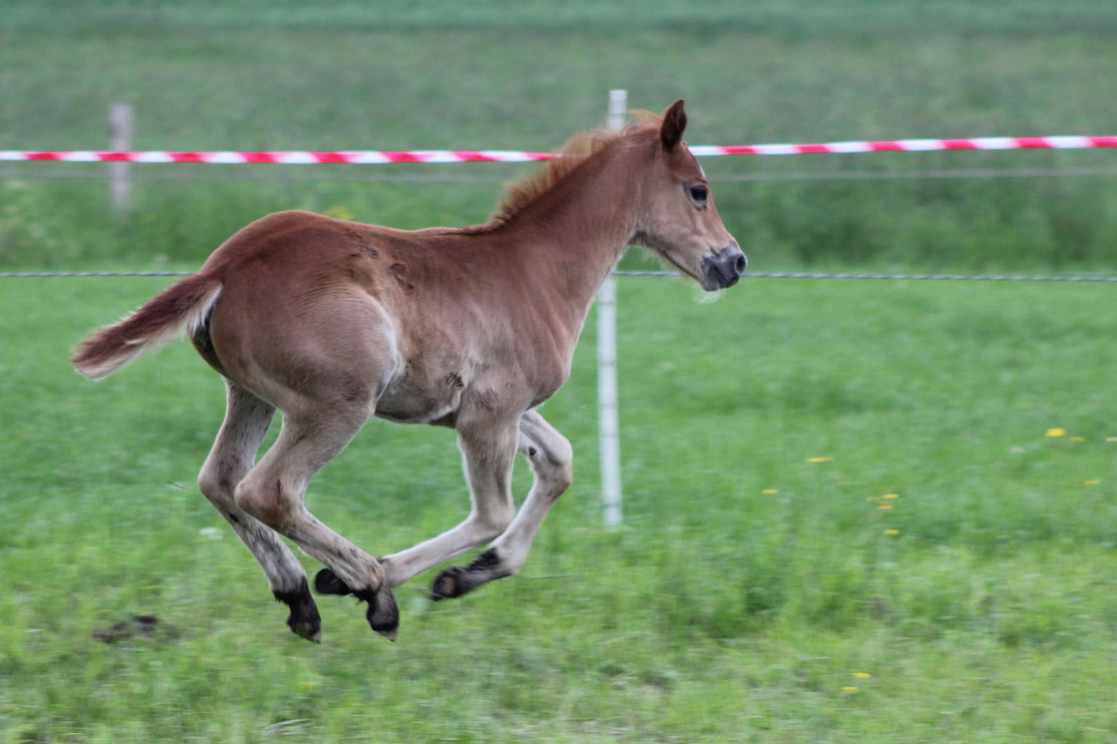 Fliegendes Fohlen