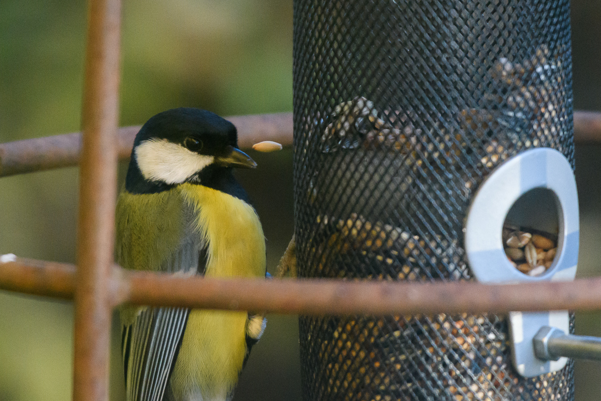 Fliegendes Futter für fesche Vögel