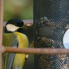 Fliegendes Futter für fesche Vögel