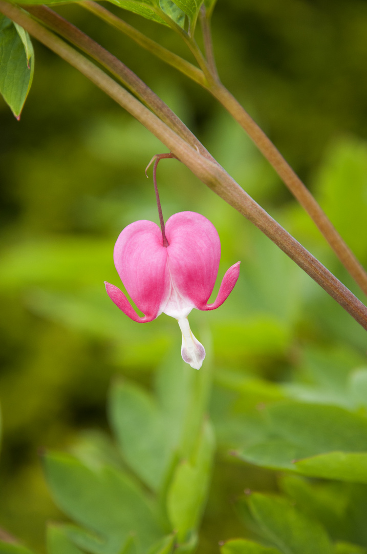 fliegendes Herz