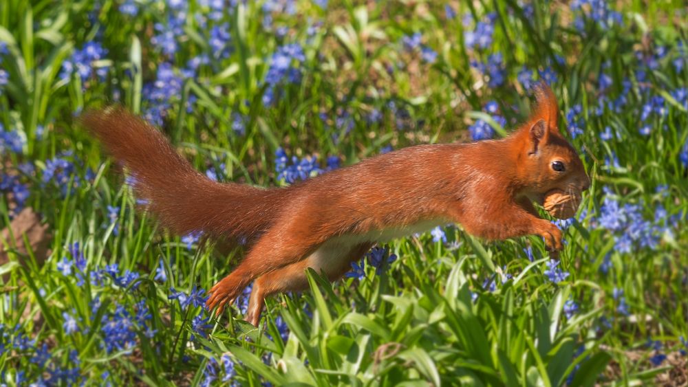 fliegendes Hörnchen