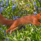 fliegendes Hörnchen