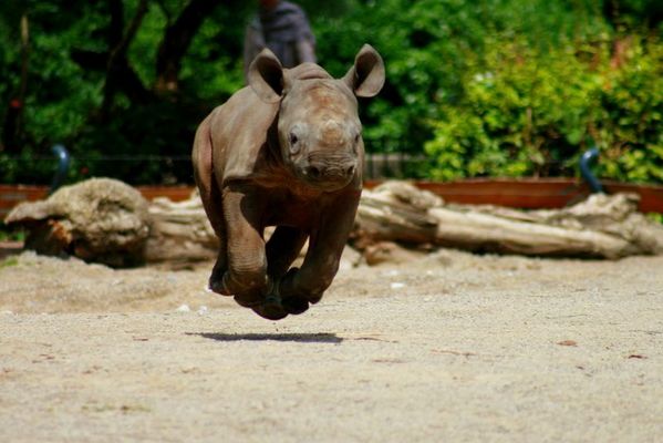 Fliegendes Hörnchen