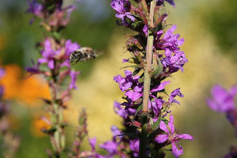 fliegendes Honigbienlein am Teich