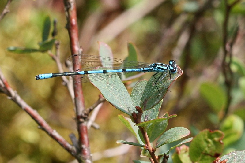 Fliegendes Hufeisen