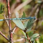 Fliegendes Hufeisen