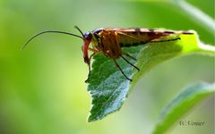 Fliegendes Insekt