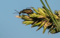 Fliegendes Insekt mit "SCHLUSSLICHTER