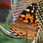 Fliegendes Juwel auf stacheligem Grund