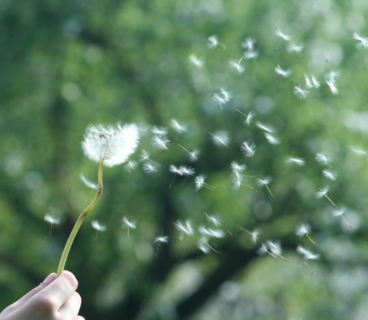 Fliegendes Leben