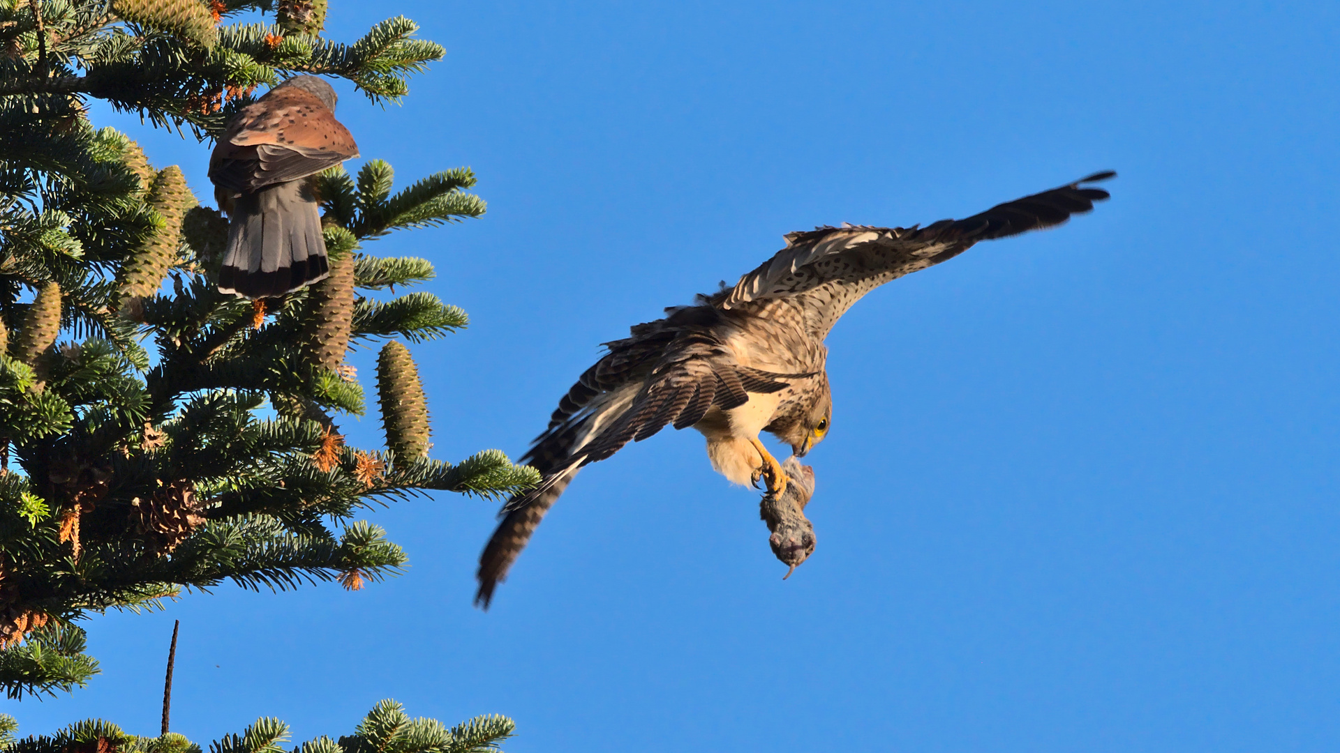 Fliegendes Mäuschen