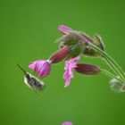 Fliegendes Palmkätzchen