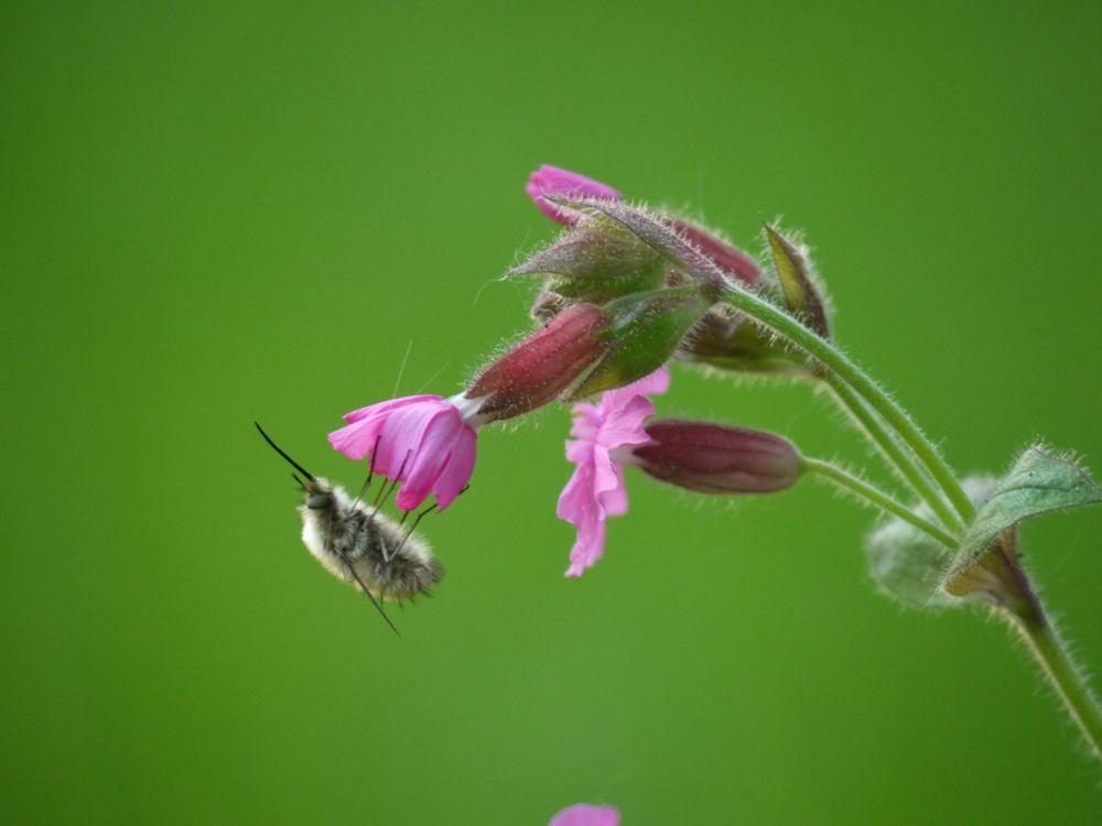 Fliegendes Palmkätzchen