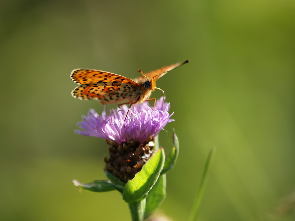 Fliegendes Pelztier