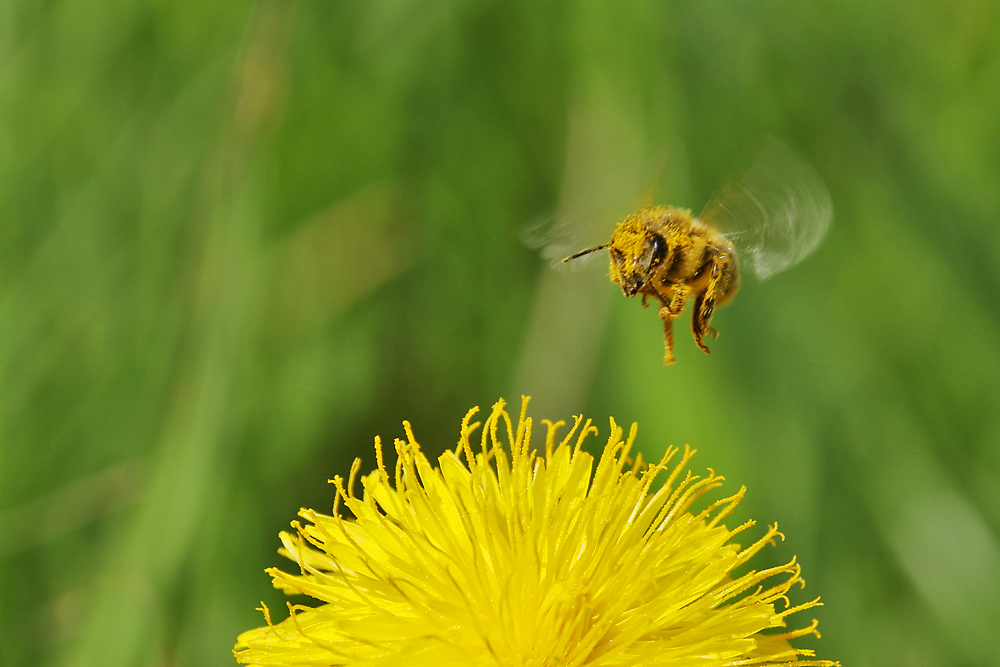 fliegendes "Pollen-Wesen"