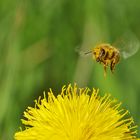 fliegendes "Pollen-Wesen"