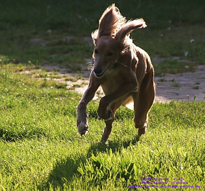 "Fliegendes" Saluki-Mädchen