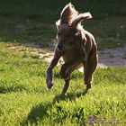 "Fliegendes" Saluki-Mädchen