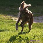 "Fliegendes" Saluki-Mädchen