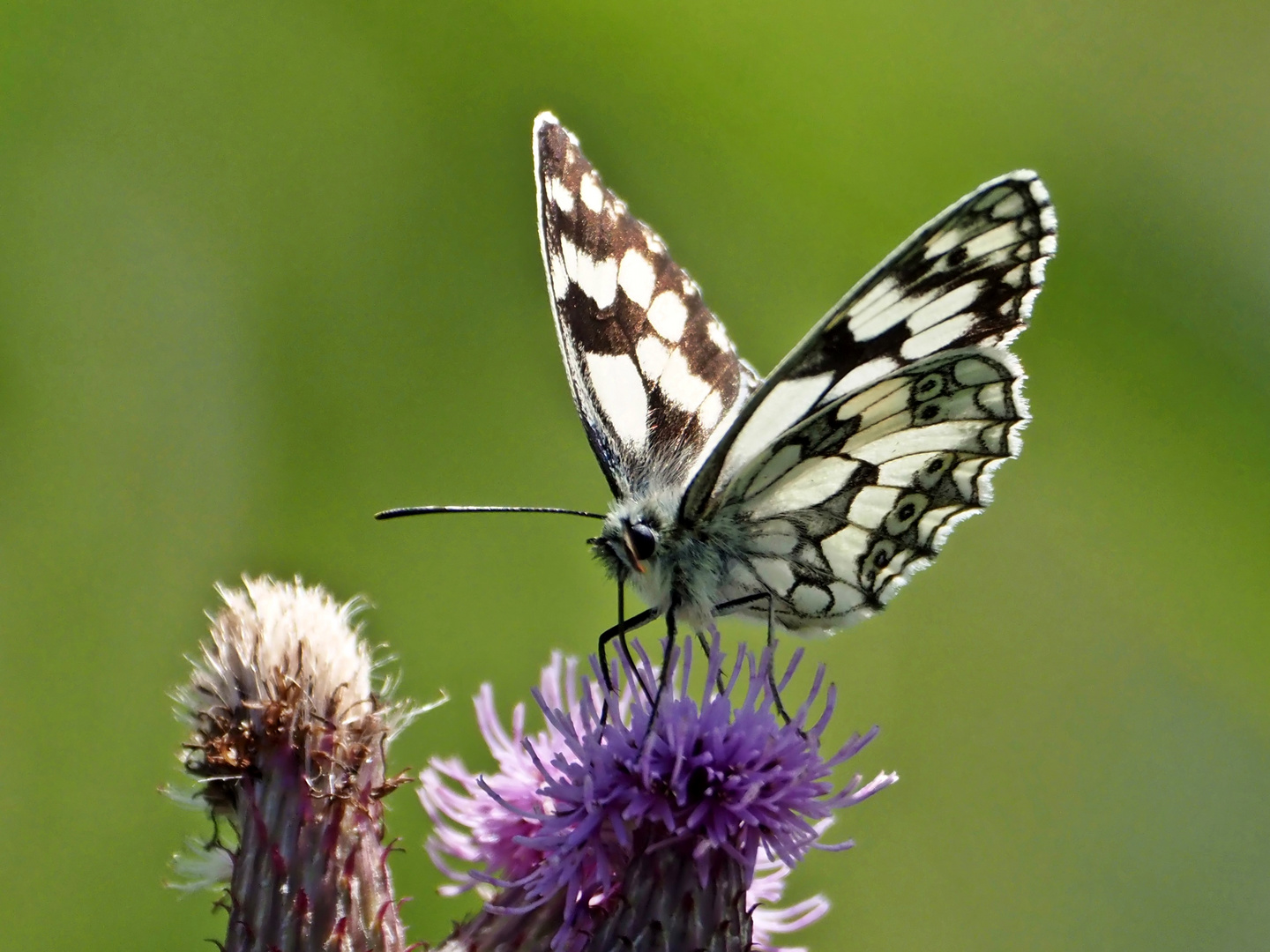 Fliegendes Schachbrett