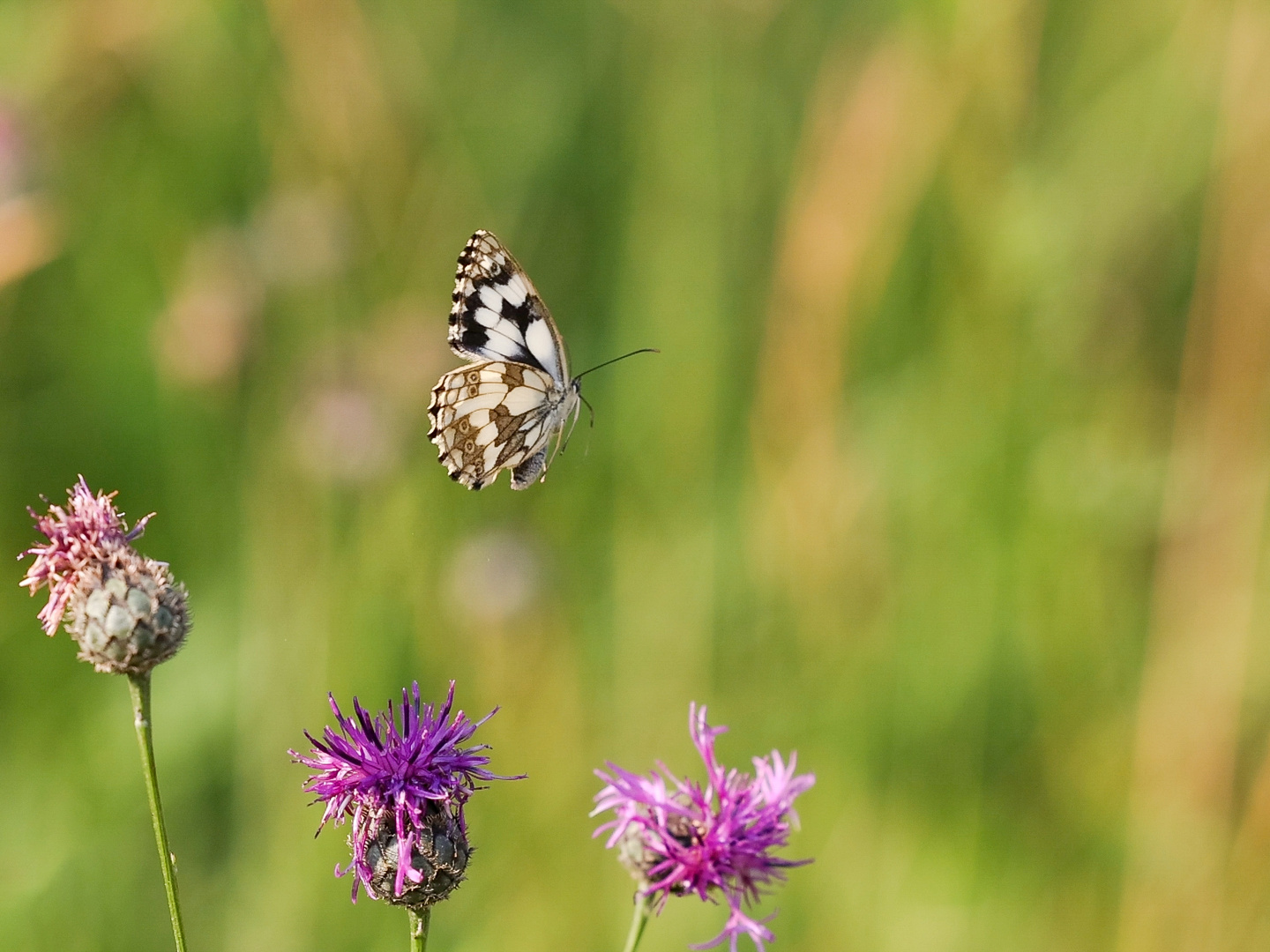 Fliegendes Schachbrett