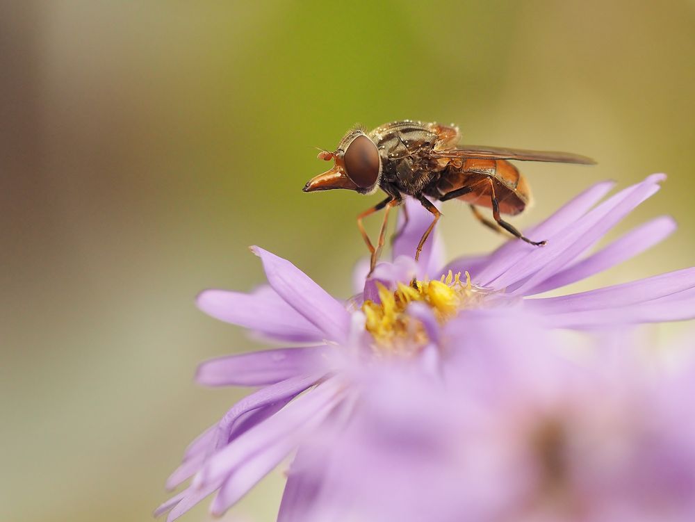 "Fliegendes Schnäuzchen"