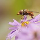 "Fliegendes Schnäuzchen"