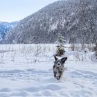 fliegendes Schnee - UFO