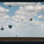 ***fliegendes Spinifex***