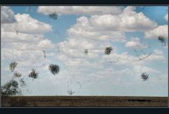 ***fliegendes Spinifex***