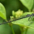 Fliegendes Stäbchen