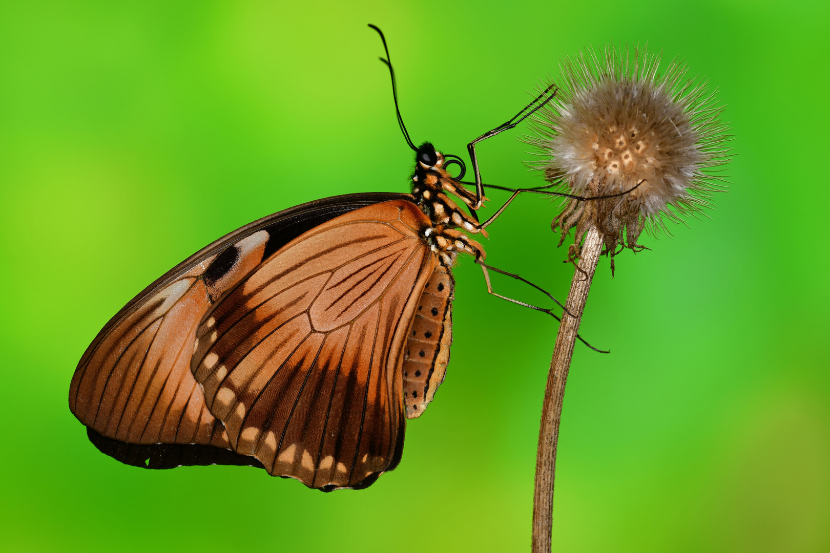 fliegendes Taschentuch #3